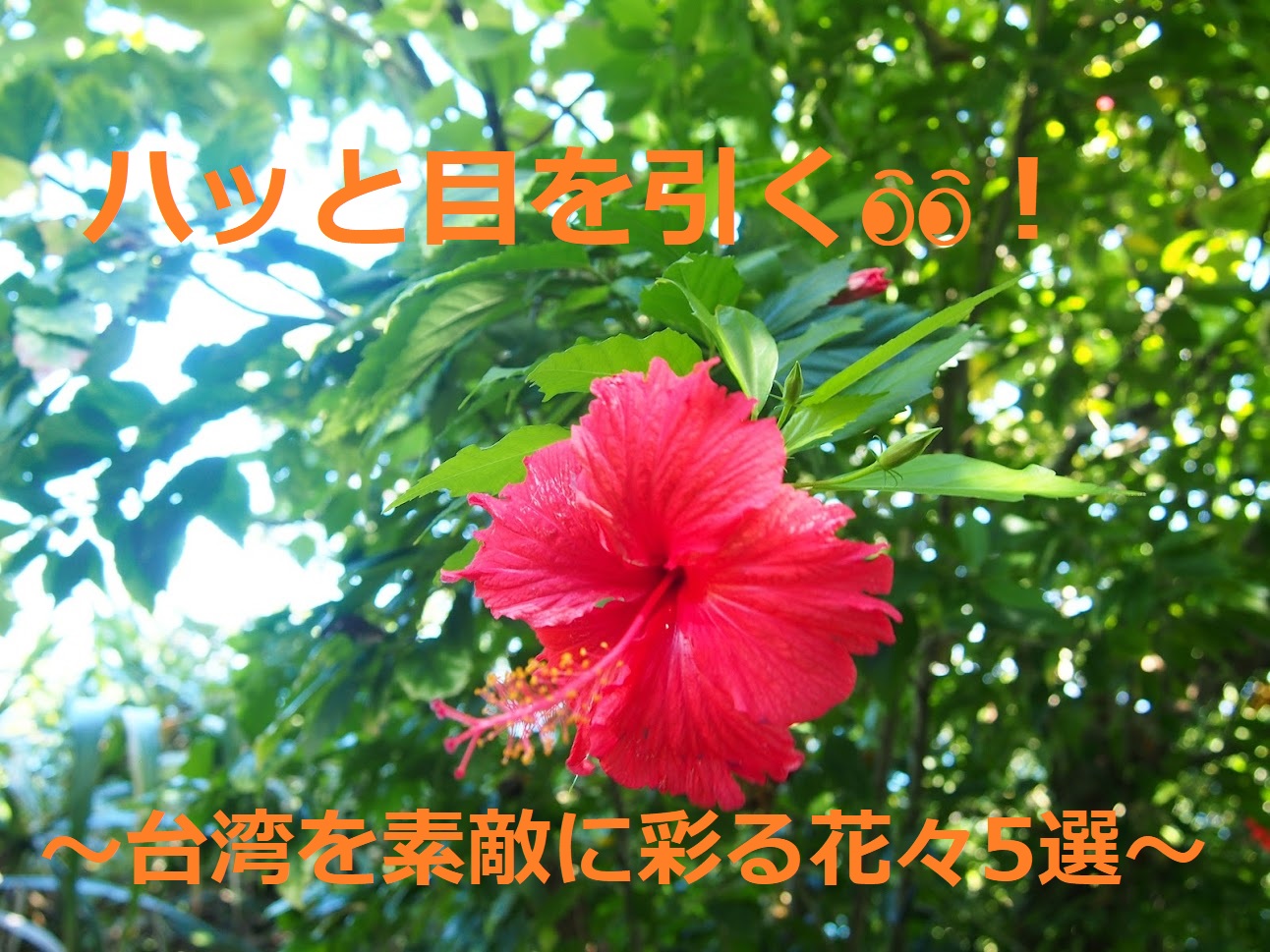ハッと目を引く～台湾を素敵に彩る